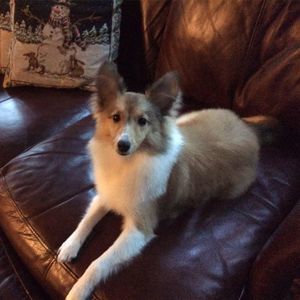 Meet your Posher, Ginger roberts-david